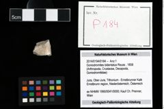 Foto (Objekt + Etikett) von Goniodromites bidentatus (Reuss, 1858)  (NHMW-GEO-2014-0194-0184)